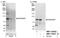 Rac/Cdc42 Guanine Nucleotide Exchange Factor 6 antibody, NBP1-30450, Novus Biologicals, Western Blot image 