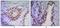 NK3 Homeobox 1 antibody, A02709, Boster Biological Technology, Immunohistochemistry frozen image 