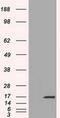 Tetratricopeptide Repeat Domain 32 antibody, MA5-25156, Invitrogen Antibodies, Western Blot image 