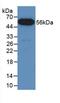 FUS RNA Binding Protein antibody, abx100040, Abbexa, Western Blot image 