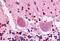 G Protein-Coupled Receptor 3 antibody, NBP1-02376, Novus Biologicals, Immunohistochemistry paraffin image 