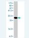 Ring Finger Protein 4 antibody, H00006047-A01, Novus Biologicals, Western Blot image 