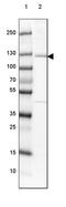 Echinoderm microtubule-associated protein-like 4 antibody, PA5-64218, Invitrogen Antibodies, Western Blot image 