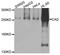 CAD protein antibody, orb374061, Biorbyt, Western Blot image 