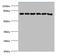 Cytochrome P450 Oxidoreductase antibody, A57874-100, Epigentek, Western Blot image 