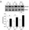 Pyruvate Dehydrogenase E1 Alpha 1 Subunit antibody, NB110-93479, Novus Biologicals, Western Blot image 