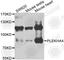 Pleckstrin Homology Domain Containing A4 antibody, A7381, ABclonal Technology, Western Blot image 