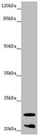 Crystallin Gamma S antibody, LS-C675595, Lifespan Biosciences, Western Blot image 