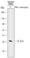 Interleukin-32 antibody, MAB30401, R&D Systems, Western Blot image 