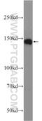 WD Repeat Domain 7 antibody, 24431-1-AP, Proteintech Group, Western Blot image 