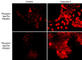 Phosphoserine antibody, PM3801, ECM Biosciences, Immunocytochemistry image 