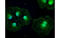 Patched 1 antibody, MBS832597, MyBioSource, Immunofluorescence image 