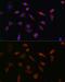 Programmed cell death protein 5 antibody, GTX55740, GeneTex, Immunofluorescence image 