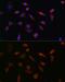 Programmed Cell Death 5 antibody, GTX55740, GeneTex, Immunofluorescence image 