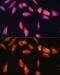 SCY1-like protein 2 antibody, GTX66174, GeneTex, Immunofluorescence image 