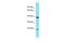 Chromosome 7 Open Reading Frame 50 antibody, PA5-46267, Invitrogen Antibodies, Western Blot image 