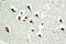 Tubulin Gamma Complex Associated Protein 5 antibody, LS-C177455, Lifespan Biosciences, Immunohistochemistry frozen image 