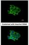 Protein O-Fucosyltransferase 1 antibody, PA5-31357, Invitrogen Antibodies, Immunofluorescence image 