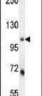 MLX Interacting Protein antibody, PA5-23734, Invitrogen Antibodies, Western Blot image 