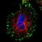 Syndecan 1 antibody, NBP1-88135, Novus Biologicals, Immunofluorescence image 