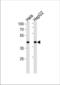 LDL Receptor Related Protein Associated Protein 1 antibody, TA325042, Origene, Western Blot image 