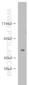G Protein-Coupled Receptor 142 antibody, 18820-1-AP, Proteintech Group, Western Blot image 