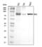 ERCC Excision Repair 2, TFIIH Core Complex Helicase Subunit antibody, A00694-2, Boster Biological Technology, Western Blot image 