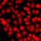 Small Ubiquitin Like Modifier 4 antibody, orb412628, Biorbyt, Immunofluorescence image 