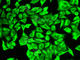Aldehyde Dehydrogenase 4 Family Member A1 antibody, A2595, ABclonal Technology, Immunofluorescence image 