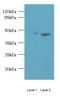 Cyclin J Like antibody, LS-C375396, Lifespan Biosciences, Western Blot image 