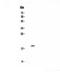 Interleukin 32 antibody, A03286, Boster Biological Technology, Western Blot image 