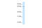 Xaa-Pro dipeptidase antibody, 30-327, ProSci, Western Blot image 