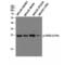 Fas Associated Via Death Domain antibody, LS-C381223, Lifespan Biosciences, Western Blot image 