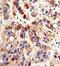 Paraoxonase 3 antibody, GTX81152, GeneTex, Immunohistochemistry paraffin image 