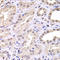 Rhotekin antibody, LS-C335700, Lifespan Biosciences, Immunohistochemistry paraffin image 