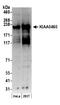 Regulation Of Nuclear Pre-MRNA Domain Containing 2 antibody, NB100-366, Novus Biologicals, Western Blot image 