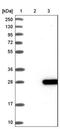 Protein Tyrosine Phosphatase 4A1 antibody, NBP1-87224, Novus Biologicals, Western Blot image 