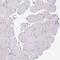 TNF Receptor Associated Factor 4 antibody, PA5-62595, Invitrogen Antibodies, Immunohistochemistry frozen image 