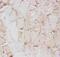 Solute Carrier Family 2 Member 4 antibody, PA5-80022, Invitrogen Antibodies, Immunohistochemistry paraffin image 