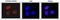 SWI/SNF Related, Matrix Associated, Actin Dependent Regulator Of Chromatin, Subfamily A, Member 4 antibody, GTX00727, GeneTex, Immunofluorescence image 