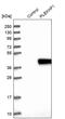 Pleckstrin Homology And FYVE Domain Containing 1 antibody, PA5-55268, Invitrogen Antibodies, Western Blot image 