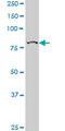 Component Of Inhibitor Of Nuclear Factor Kappa B Kinase Complex antibody, LS-C133120, Lifespan Biosciences, Western Blot image 