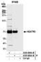 HEAT Repeat Containing 3 antibody, A305-809A-M, Bethyl Labs, Immunoprecipitation image 