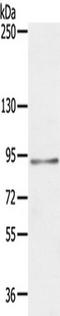 Microtubule Affinity Regulating Kinase 1 antibody, TA351383, Origene, Western Blot image 