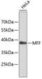 Mitochondrial Fission Factor antibody, 19-490, ProSci, Western Blot image 