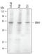 Mitogen-Activated Protein Kinase 4 antibody, MAB3914, R&D Systems, Western Blot image 