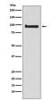 Vav Guanine Nucleotide Exchange Factor 3 antibody, M03204, Boster Biological Technology, Western Blot image 