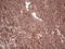 Laminin subunit beta-3 antibody, LS-C339825, Lifespan Biosciences, Immunohistochemistry frozen image 