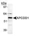 APC Down-Regulated 1 antibody, PA5-72925, Invitrogen Antibodies, Western Blot image 