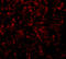 GPP34 antibody, 5443, ProSci, Immunofluorescence image 